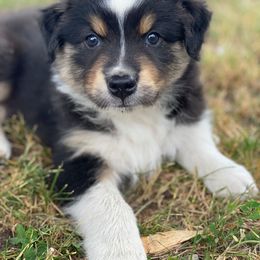 Australian Shepherd Puppies from Pine River Australian Shepherds