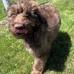 Aussiedoodle Puppies from Soap Creek Kennels
