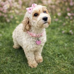 Marla - Cavapoo