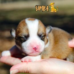 Simba - Sable and white male American Corgi puppy in Star City, Arkansas from T4 Farms