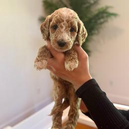 Coconut - Apricot female Goldendoodle puppy in Kenansville, North Carolina from J+A Family Doodles