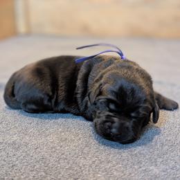 Purple collar - Black female Labrador Retriever puppy in Lithonia, Georgia from Marmolejos Labs