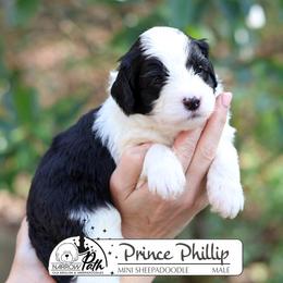 Prince Phillip - Black and white male Sheepadoodle puppy in Cleveland, Tennessee from Narrow Path Old English & Sheepadoodles