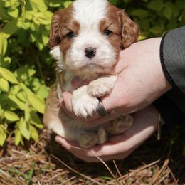 Silas - Blenheim male Cavalier King Charles Spaniel puppy in Lula, Georgia from Cavaliers by Crumley