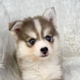 Chaska - Blue female Pomsky puppy in Sheffield, Iowa from Clover Ridge Pomskies