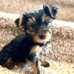Ronnie - Black and tan male Yorkshire Terrier puppy in Kennewick, Washington from Lisa’s Little Yorkies