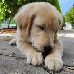 Golden Retriever Puppies from Olympus Golden Walkers Kennel