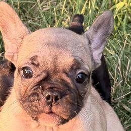 Bulldogs and French Bulldogs from Itsabulldogthing