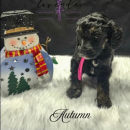 Autumn - Phantom female Poodle puppy in Mancelona, Michigan from Lavender poodles & doodles