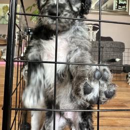 Aussiedoodle Puppies from Vali Girl Aussiedoodles