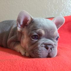 French Bulldog Puppies from Outrageous Frenchies