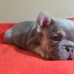 French Bulldog Puppies from Outrageous Frenchies