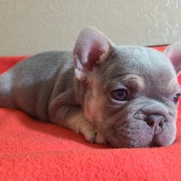 French Bulldog Puppies from Outrageous Frenchies
