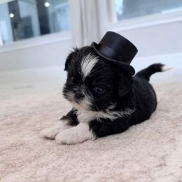 Arti - Black and white male Shih Tzu puppy in Magnolia, Texas from Furbourne Farms