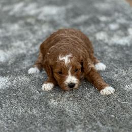 Girl 3 - Red  female Goldendoodle puppy in Cuero, Texas from Firestorm Kennel