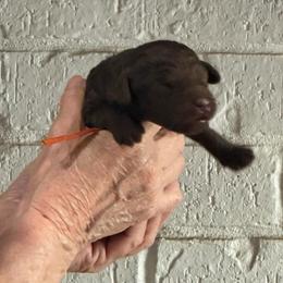 Orange - Chocolate female Goldendoodle puppy in Arlington, Texas from Chambers Doodle Patch
