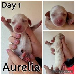 Aurelia - Cream female Dachshund puppy in Michigan from M.H.P Dachshunds