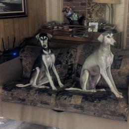 Saluki Puppies from Sahar Paz Salukis