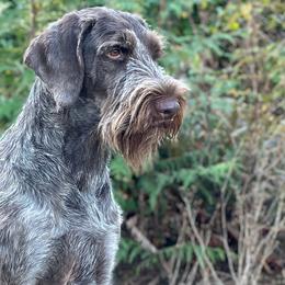Princess - German Wirehaired Pointer