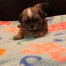 Dodge - Tricolor male Shih Tzu puppy in Delta, Colorado from Wachowicz Shihtzu