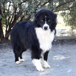 Australian Shepherd puppies from Dream Aussies