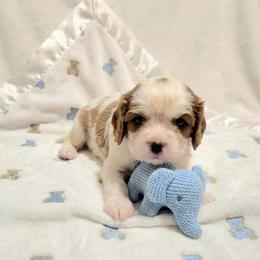 Harley - Blenheim male Cavalier King Charles Spaniel puppy in Pennsylvania from Julie's Cavalier King Charles Spaniels