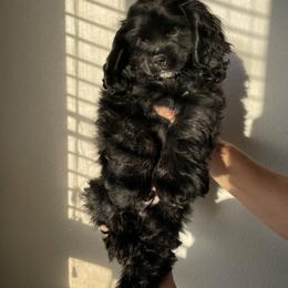 Cocker Spaniel Puppies from SassyCockerG