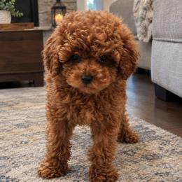 Cooper - Red  male Poodle puppy in Salem, Missouri from Meadowbrook Poodles