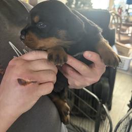 Spot - Black and mahogany male Rottweiler puppy in Colorado Springs, Colorado from Von Locher Rotties