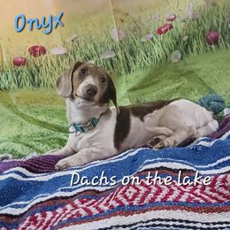 Onyx - Dachshund