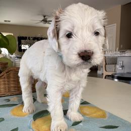 HopScotch - Cream male Goldendoodle puppy in Gilbert, Arizona from DogHouse Doodles