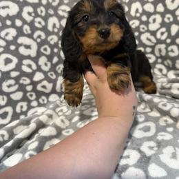 Lia - Black and tan female Dachshund puppy in Mountain Home, Arkansas from Furry Friends Kennel
