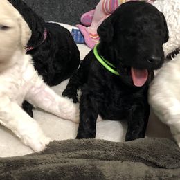 Poodle Puppies from Southern Standards