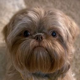 Obi - Shih Tzu