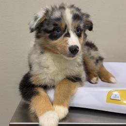 Race - Blue merle male Miniature American Shepherd puppy in Covington County, Alabama from Sweetbay Aussies/ Miniature American Shepherds