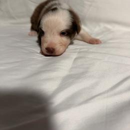 King - Black tri-color male Australian Shepherd puppy in Lynnville, Indiana from Moonlightaussies