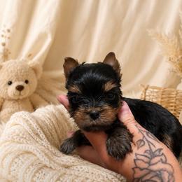 Orange boy - Black and tan male Yorkshire Terrier puppy in Cornelia, Georgia from Kruz Kennels