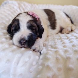 Bernedoodle and Bernese Mountain Dog Puppies from KEE Bernedoodles
