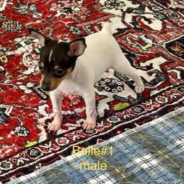 Boy 1 - White black and tan male Toy Fox Terrier puppy in Wayne, Oklahoma from FritzFox Toy Fox Terriers