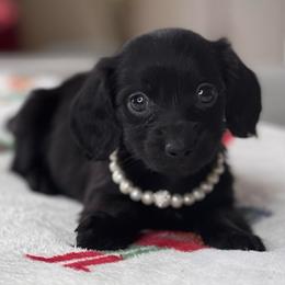Indigo - Black and tan female Dachshund puppy in Wallingford, Kentucky from Hensley Homestead Dachshunds