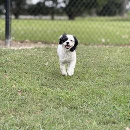 Nova - Shihpoo