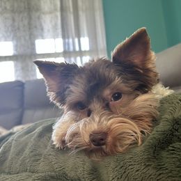 Tequila - Yorkshire Terrier