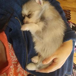 Pomeranian and Pomsky Puppies from Spillman's Specialty Breeding