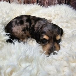 Dapple LH Gracie - Dachshund puppy in Malad City, Idaho from Mountain Sage Dachshunds