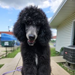 Shaq - Silver male Poodle puppy in Wentzville, Missouri from Velvet Rain Poodles
