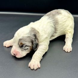Ash - Blue merle female Bernedoodle puppy in Royse City, Texas from Platinum Bernedoodles of Texas