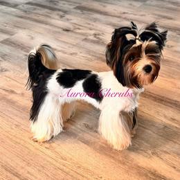 Diana - Biewer Terrier