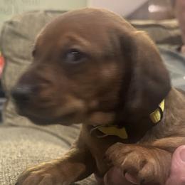 Boy 2 - male Dachshund puppy in Placentia, California from Lolley Dachshunds
