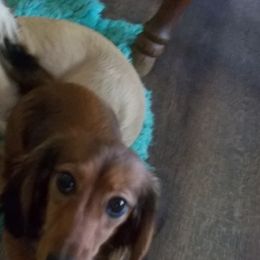 Holly - Dachshund