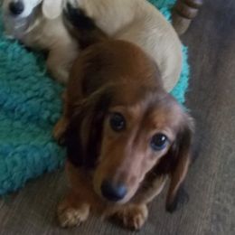 Holly - Dachshund